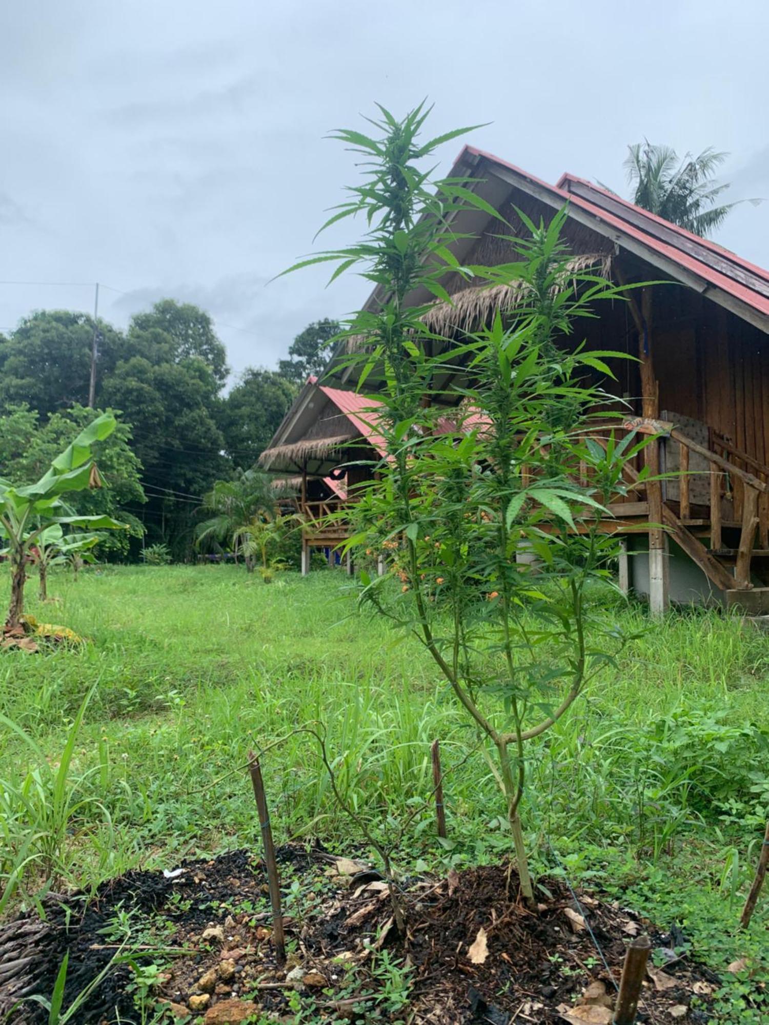 Seree Bungalows & Chill Bar Koh Chang Exteriör bild